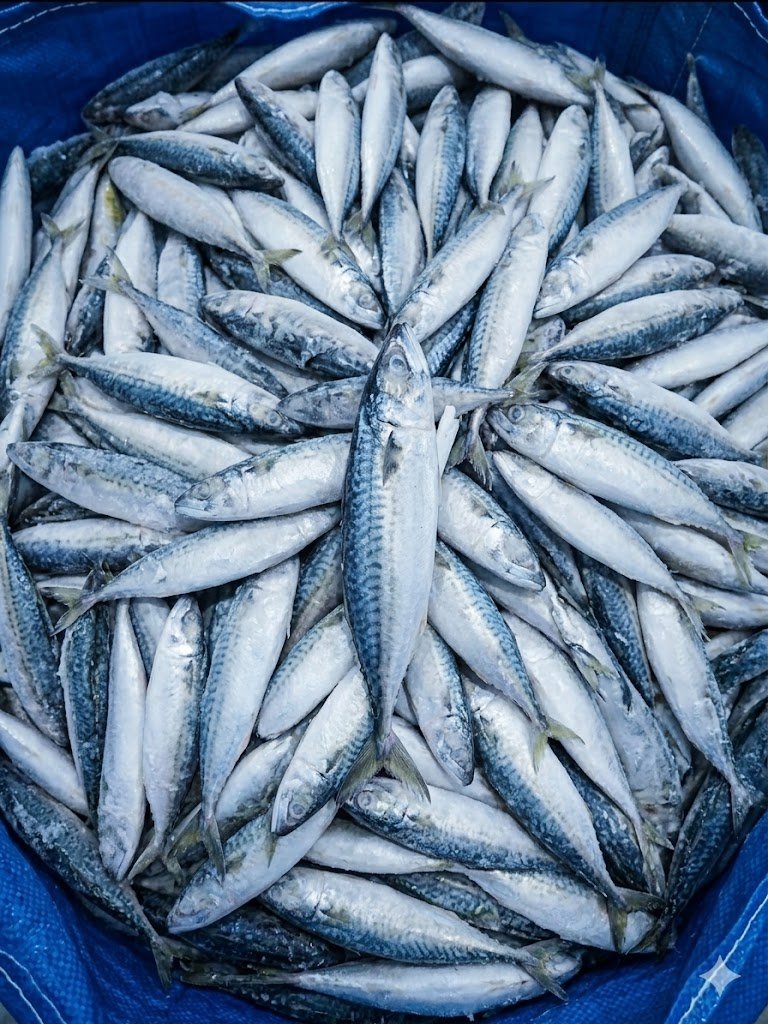 Ikan Salem 2